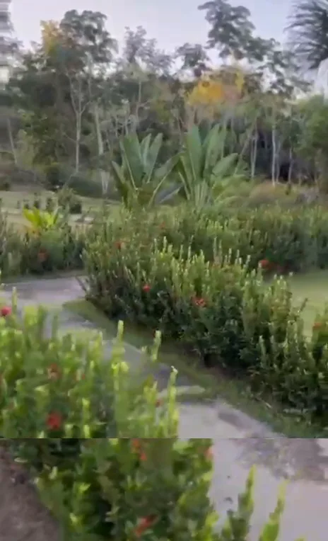O jardim do sítio — Chalé Luar, Sítio Bambu Rede